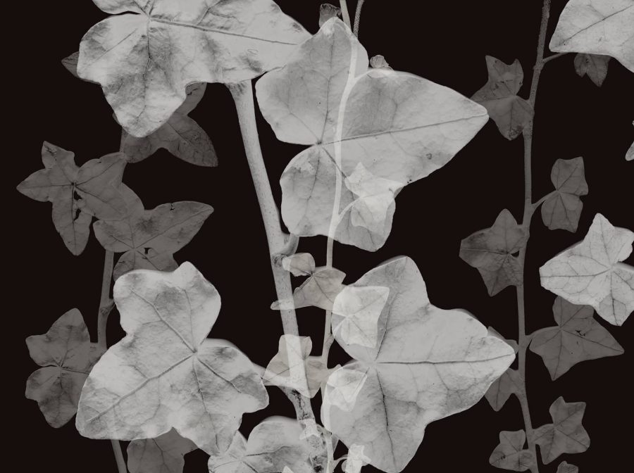 Florals & Botanics - LTD00800 - Image 2