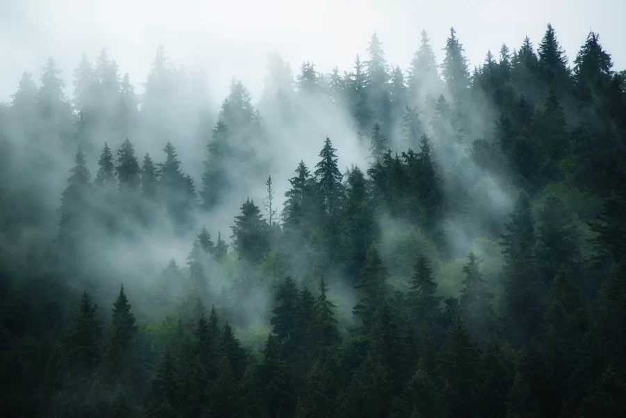 FOREST002